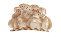 Sky Hairclaw - Beige